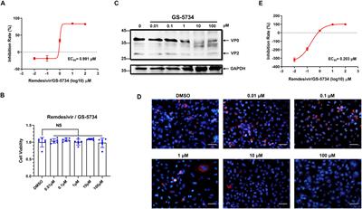 Remdesivir (GS-5734) Impedes Enterovirus Replication Through Viral RNA Synthesis Inhibition